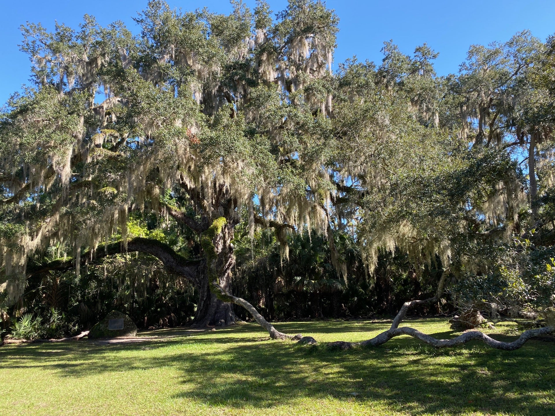 Fairchild Oak Tree, Old Dixie Hwy, Ormond Beach, FL, Outdoor Sports ...