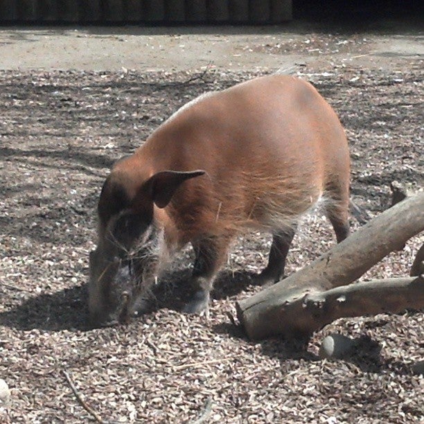 Sacramento Zoo on X: Will you donate? Piggy please?   #BigDog2016 #meme Red River Hogs born at #SacZoo  4/3.  / X