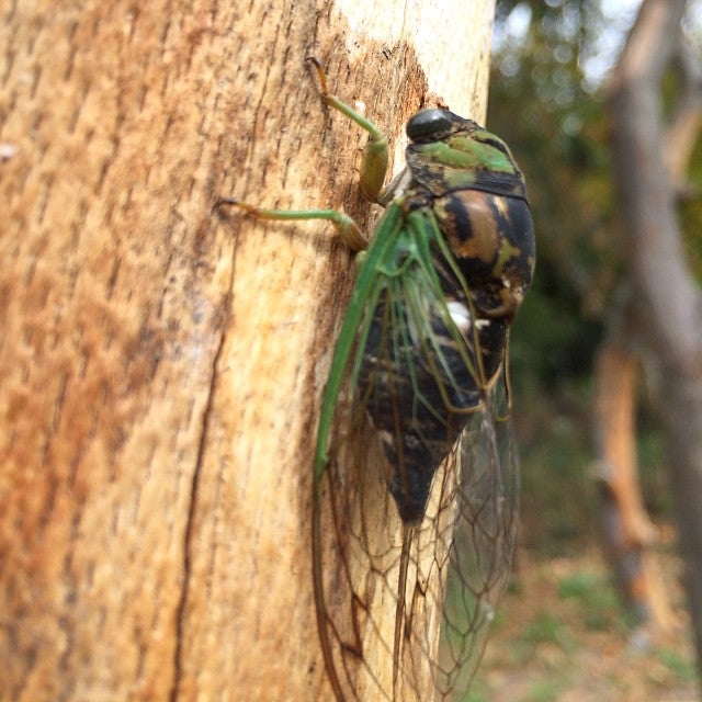 Donald and Barbara Zucker Natural Exploration Area, East Dr, Brooklyn