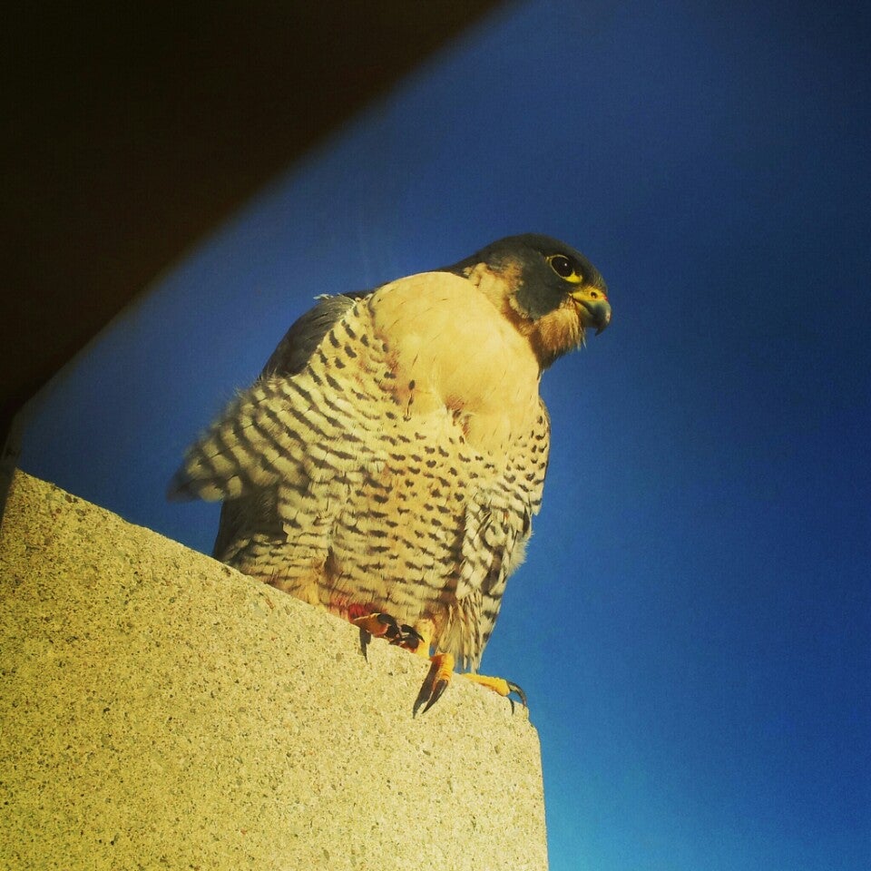 The Institute of Communication Agencies