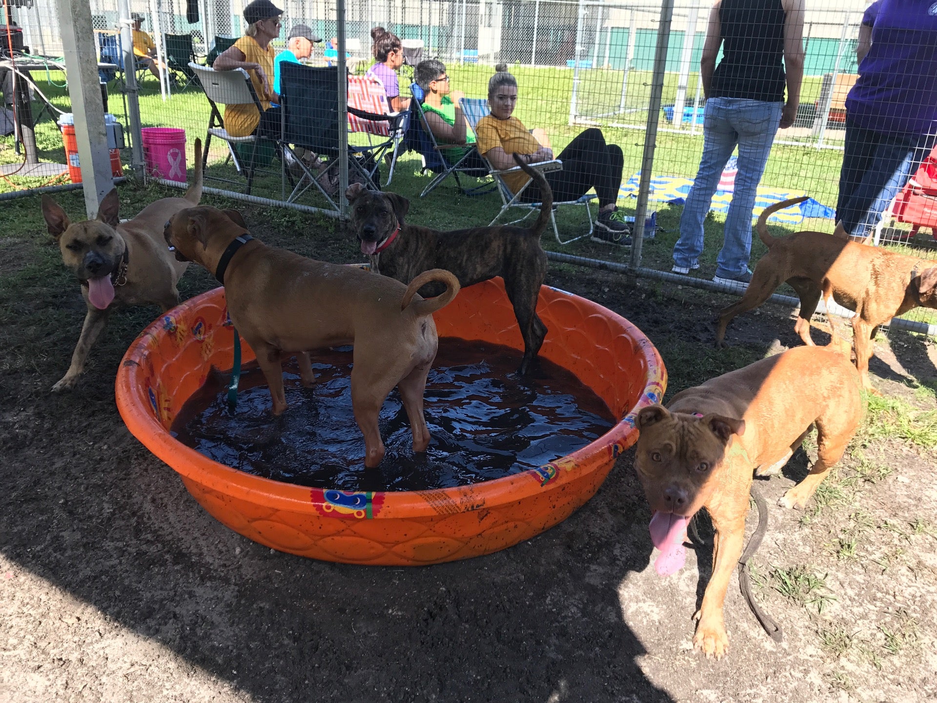 Domestic Animal Services, 7610 Davis Blvd, Naples, FL, Pet Services