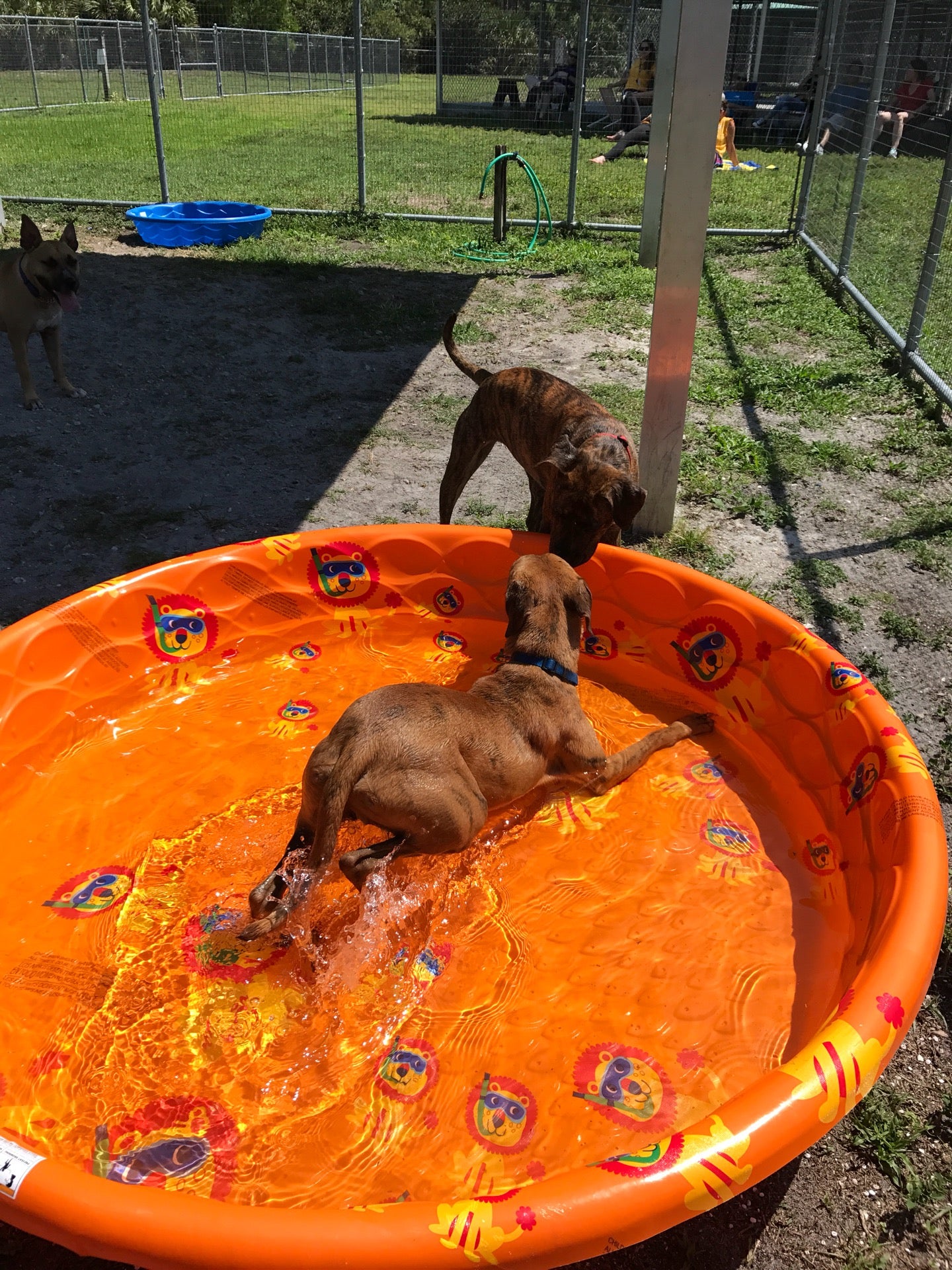 Domestic Animal Services, 7610 Davis Blvd, Naples, FL, Pet Services