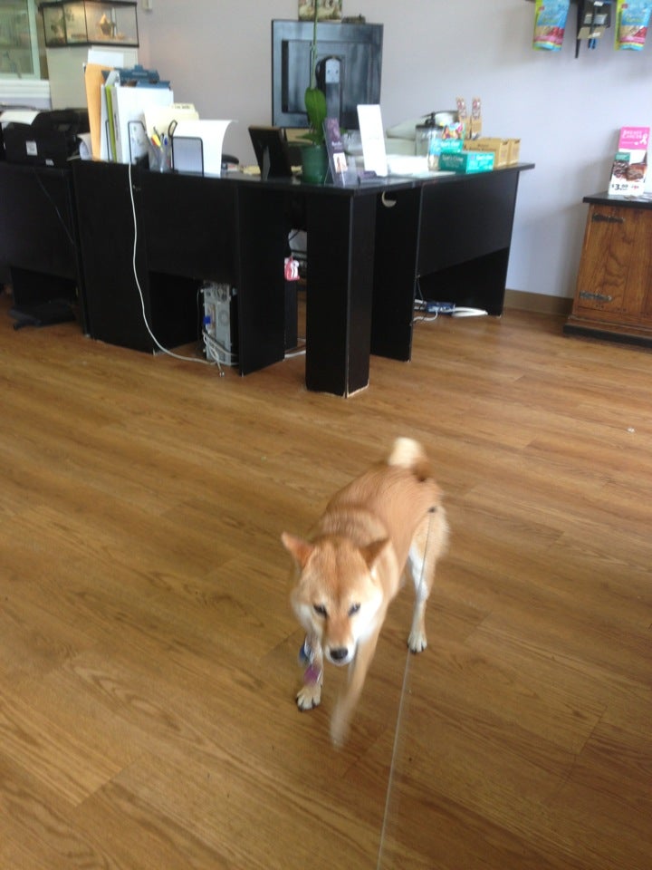 Wizard of Paws Grooming