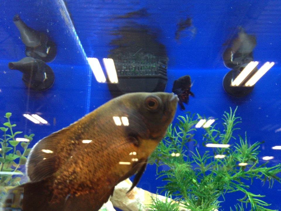 Oscar fish outlet petsmart