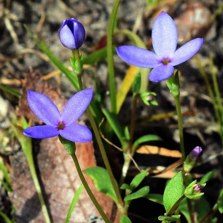 Iola, TX Map & Directions MapQuest