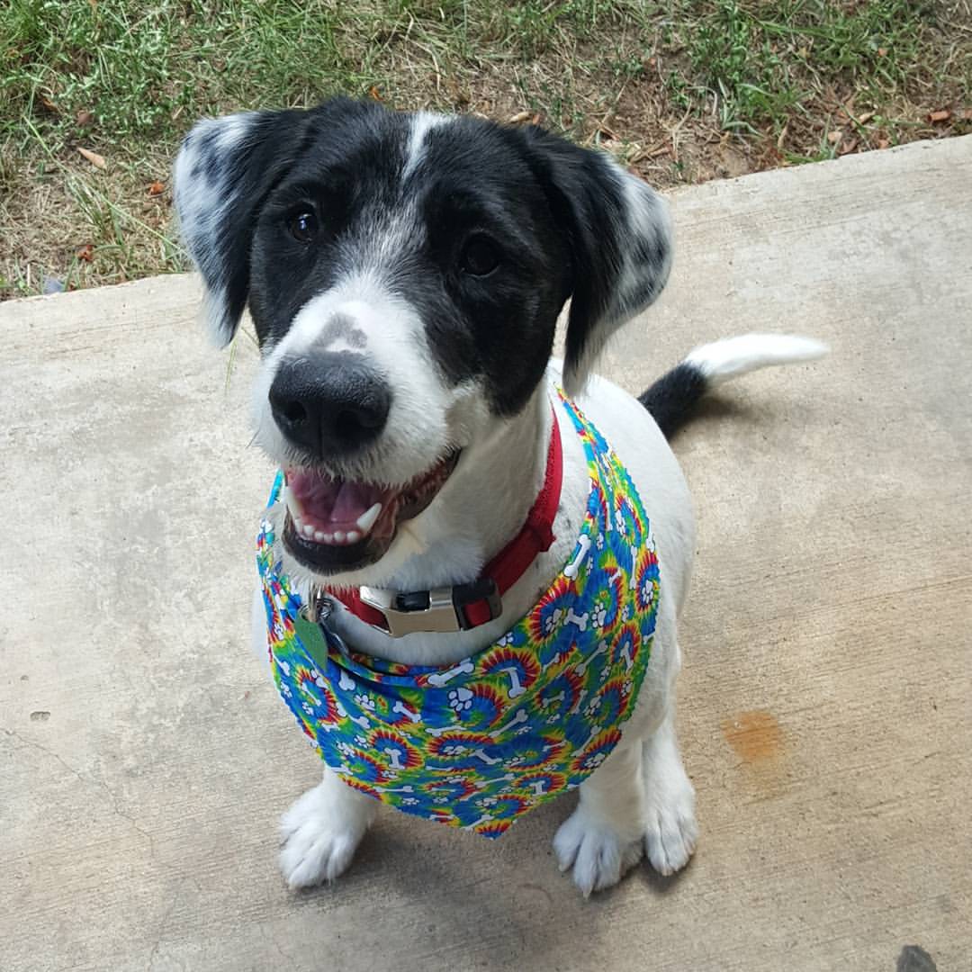 Wiggles & Wags 3218 S Texas Ave Bryan, TX Pet Grooming MapQuest