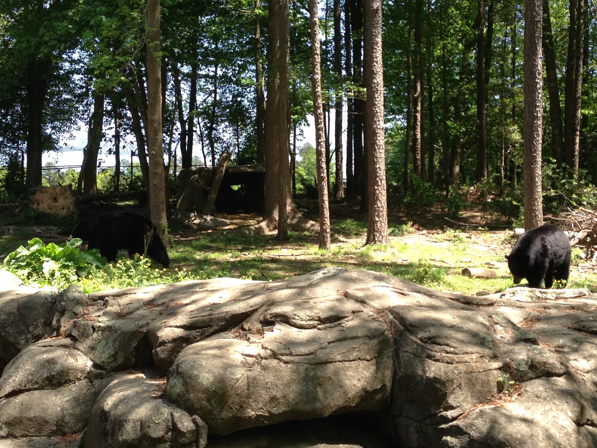 Black Bear Exhibit, 4401 Zoo Pkwy, Asheboro, NC, Zoos MapQuest