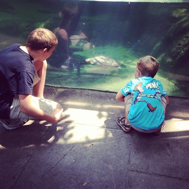 Moody Gardens Rainforest Pyramid, 1 Hope Blvd, Galveston, TX, Zoos