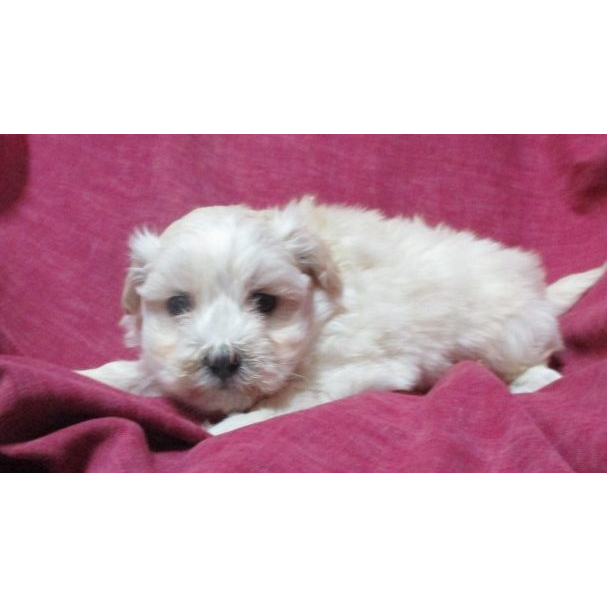 Windsor Oak Farm, 10209 McKinstry Mill Road, New Windsor, MD, Pet