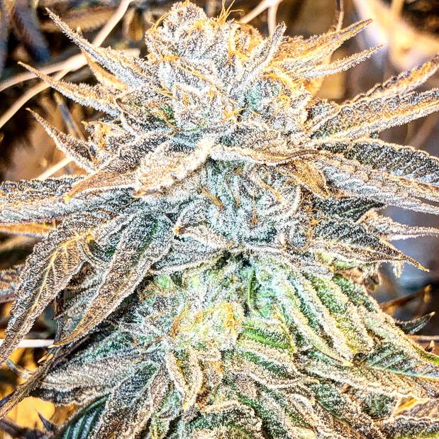 Northeast Alternatives Marijuana Dispensary Fall River, MA, 999 William