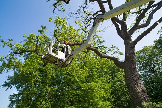 woodland tree service mn