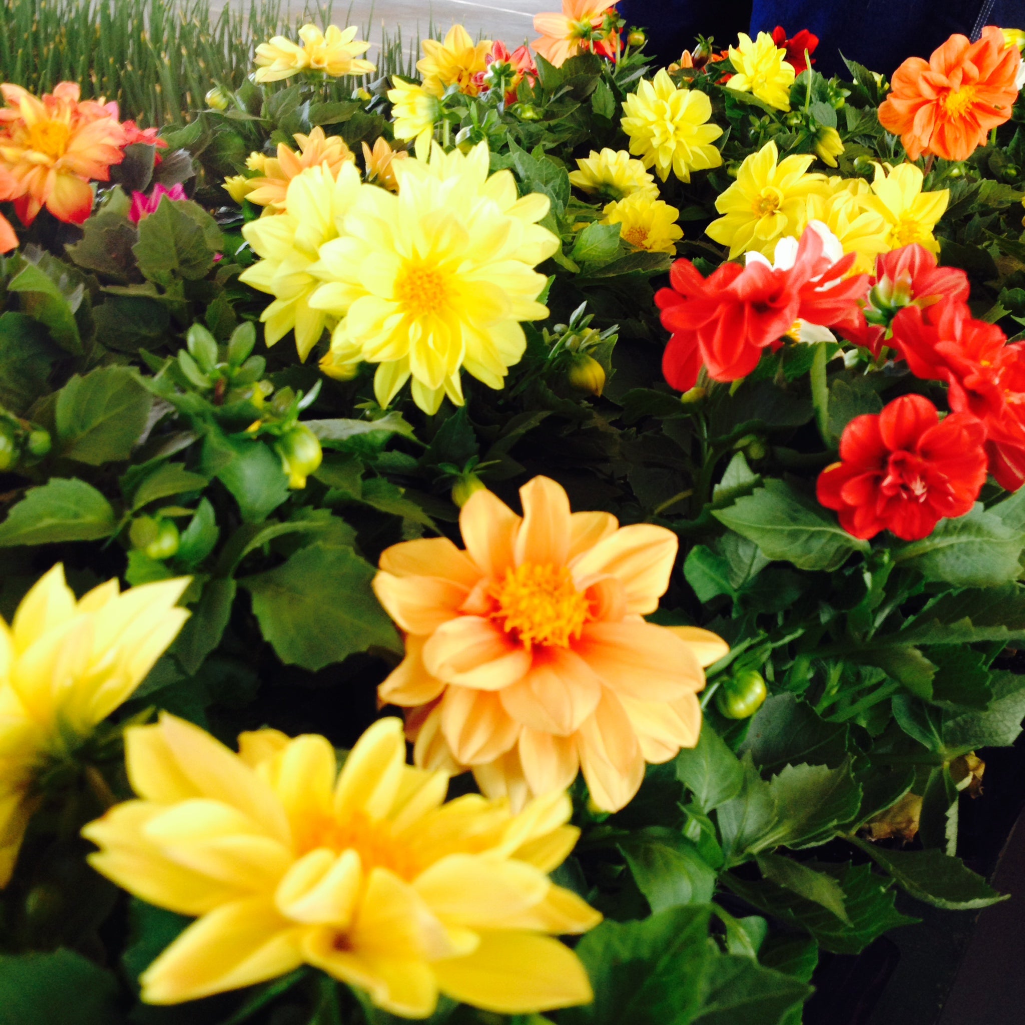 Stanwood Produce Auction, 6376 140th Ave, Stanwood, MI MapQuest