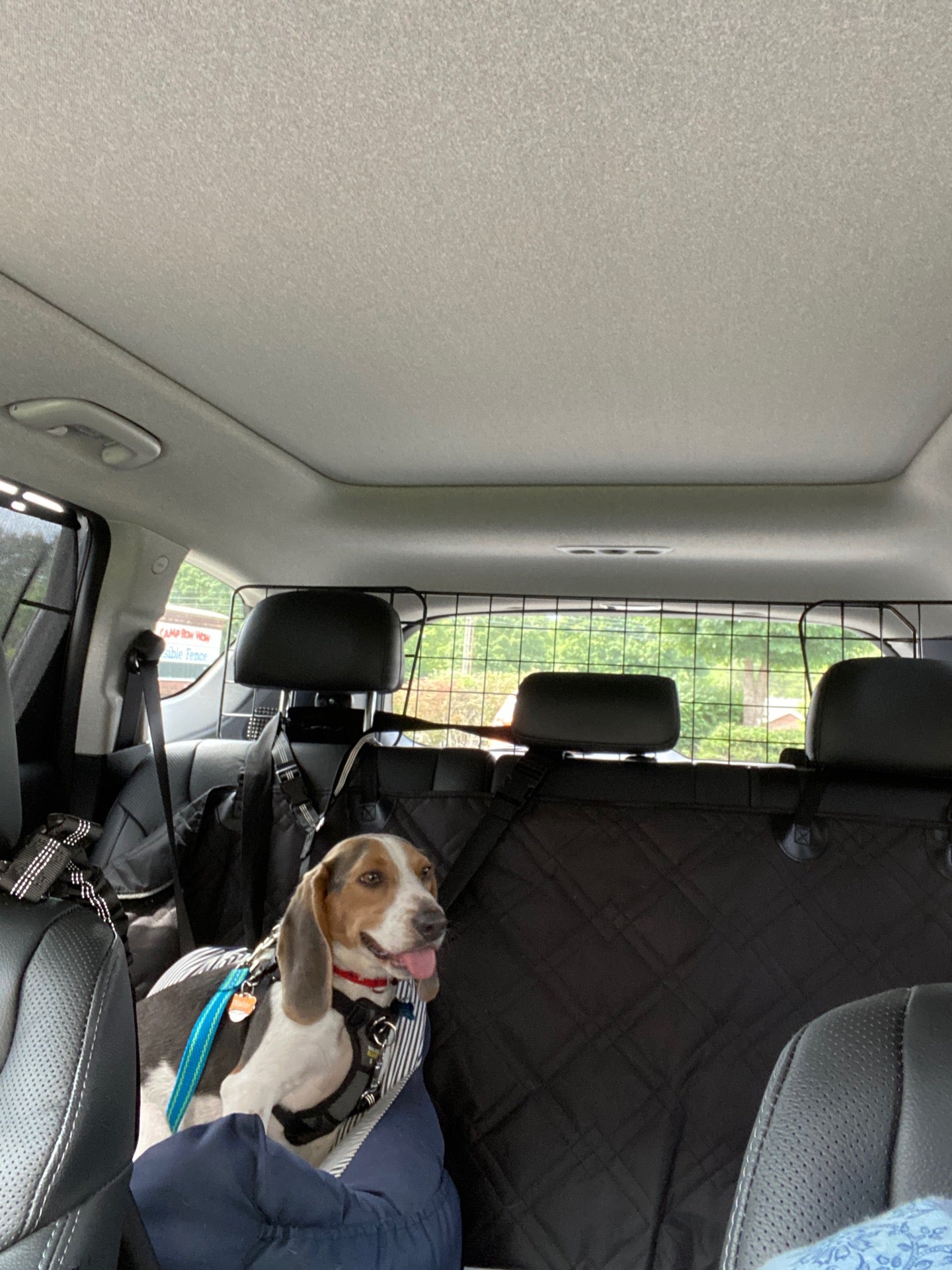 Camp Bow Wow Woodstock, 12916 Highway 92, Ste 120, Woodstock, GA, Pet