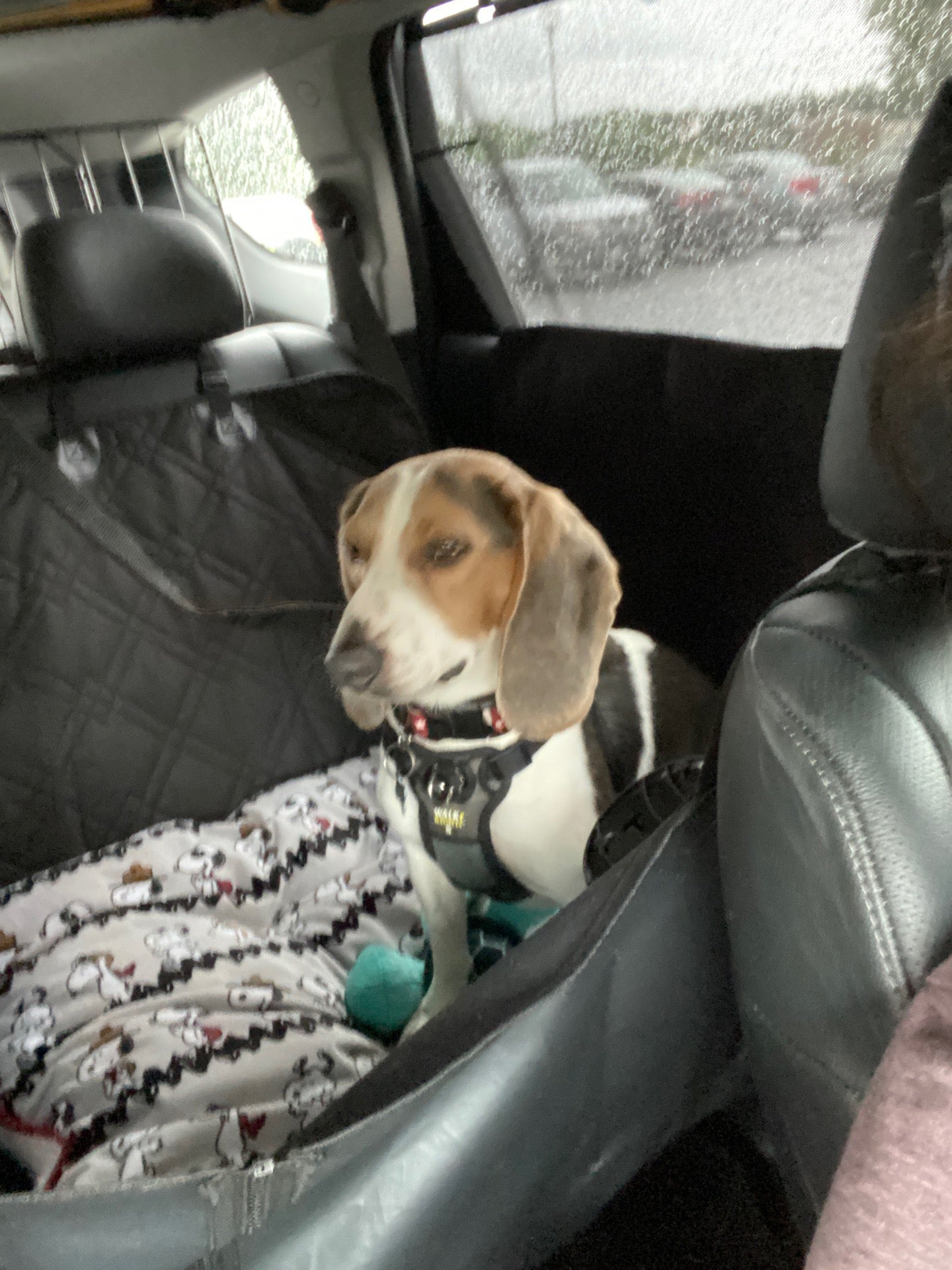 camp-bow-wow-woodstock-12916-highway-92-ste-120-woodstock-ga-pet