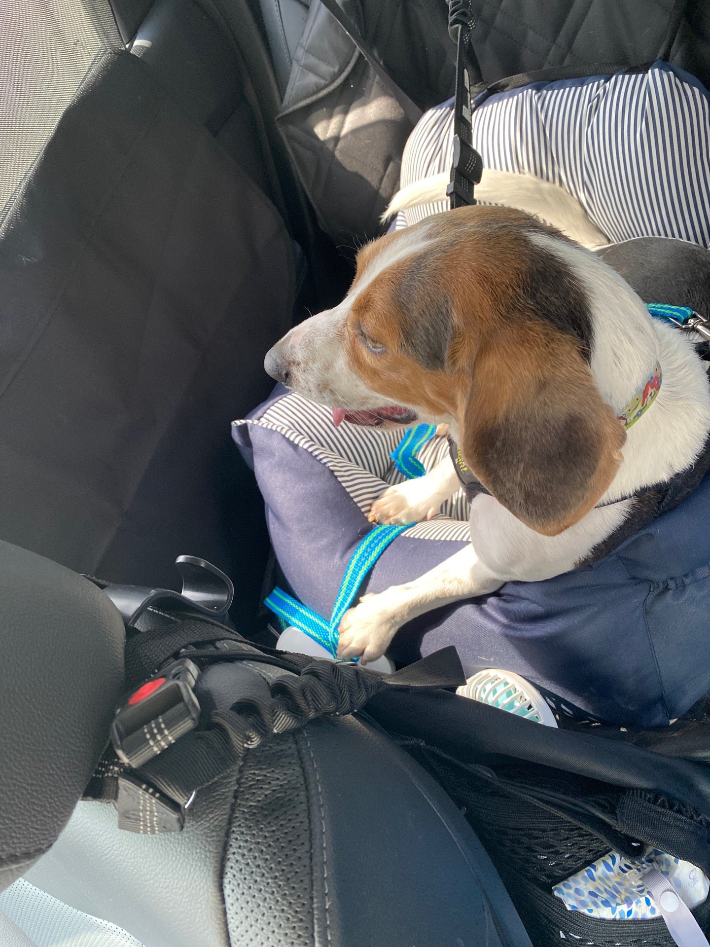 Camp Bow Wow Woodstock, 12916 Highway 92, Ste 120, Woodstock, GA, Pet Grooming MapQuest