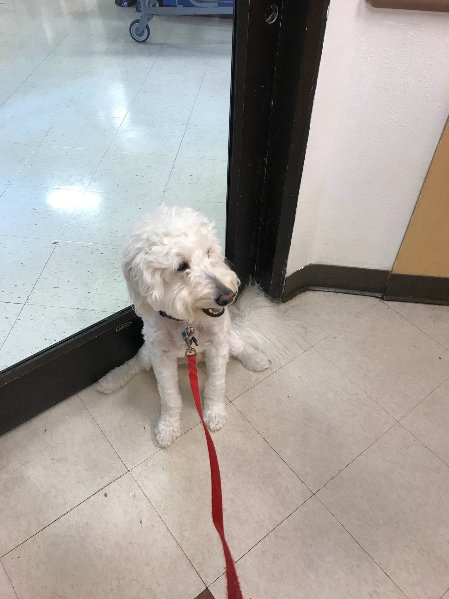 Petsmart Grooming Tallahassee