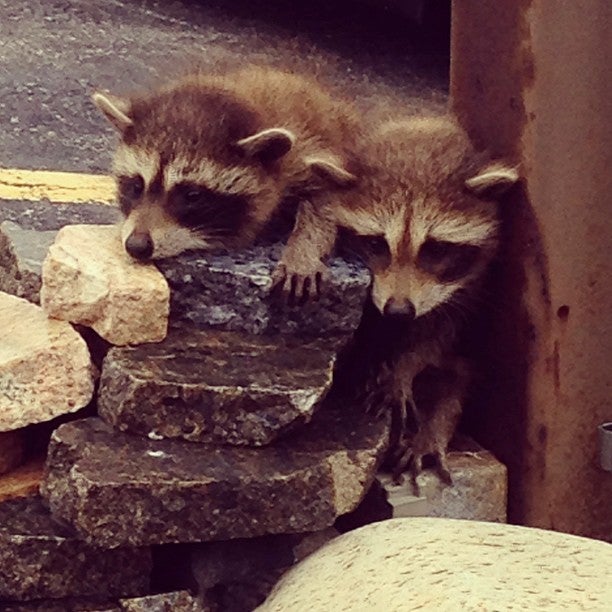 Buffalo Car Care, 6031 TRANSIT Rd, Clarence, Town of, NY, Automobile Upholstery Cleaning MapQuest