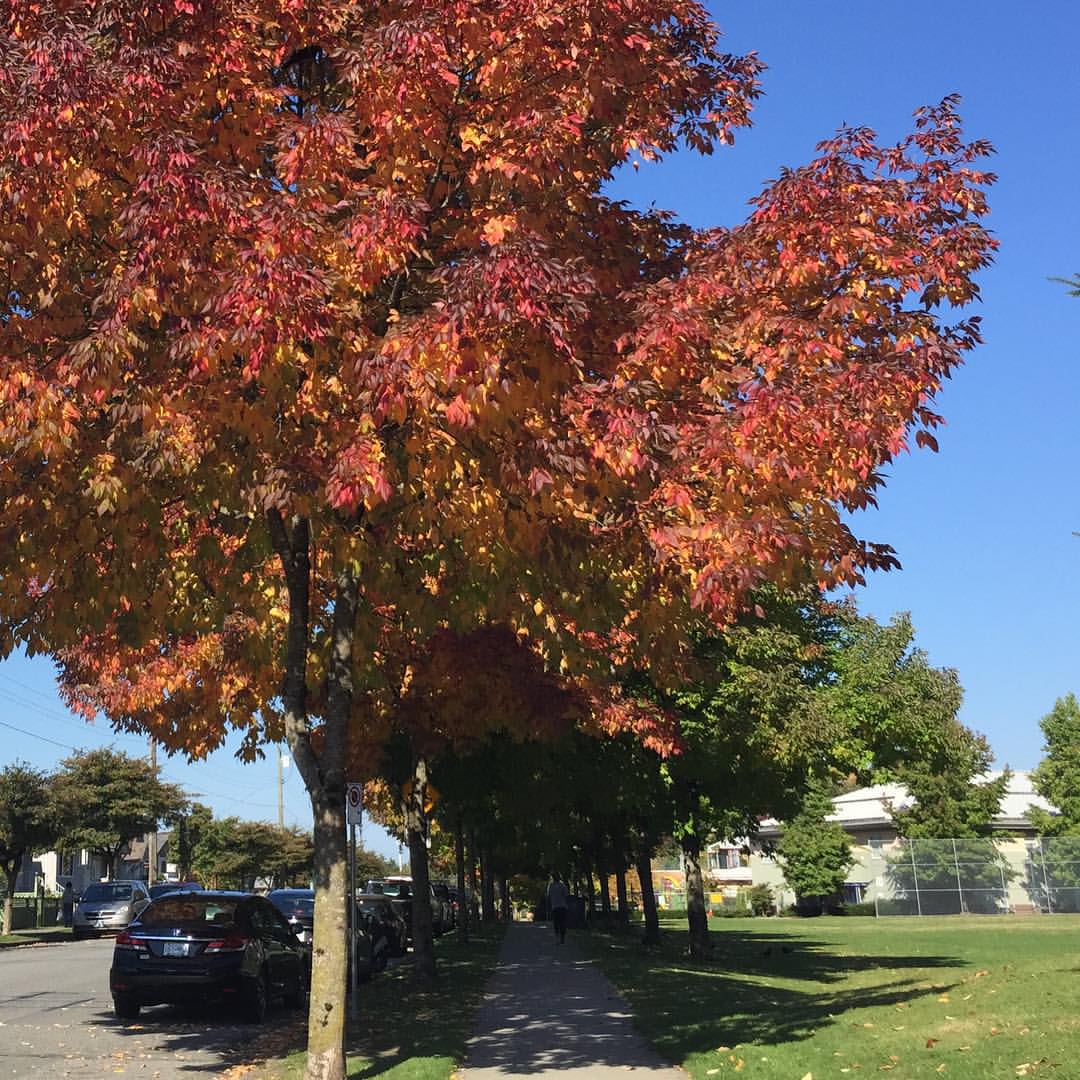 Collingwood Neighbourhood House, 5288 Joyce St, Vancouver, BC, Social