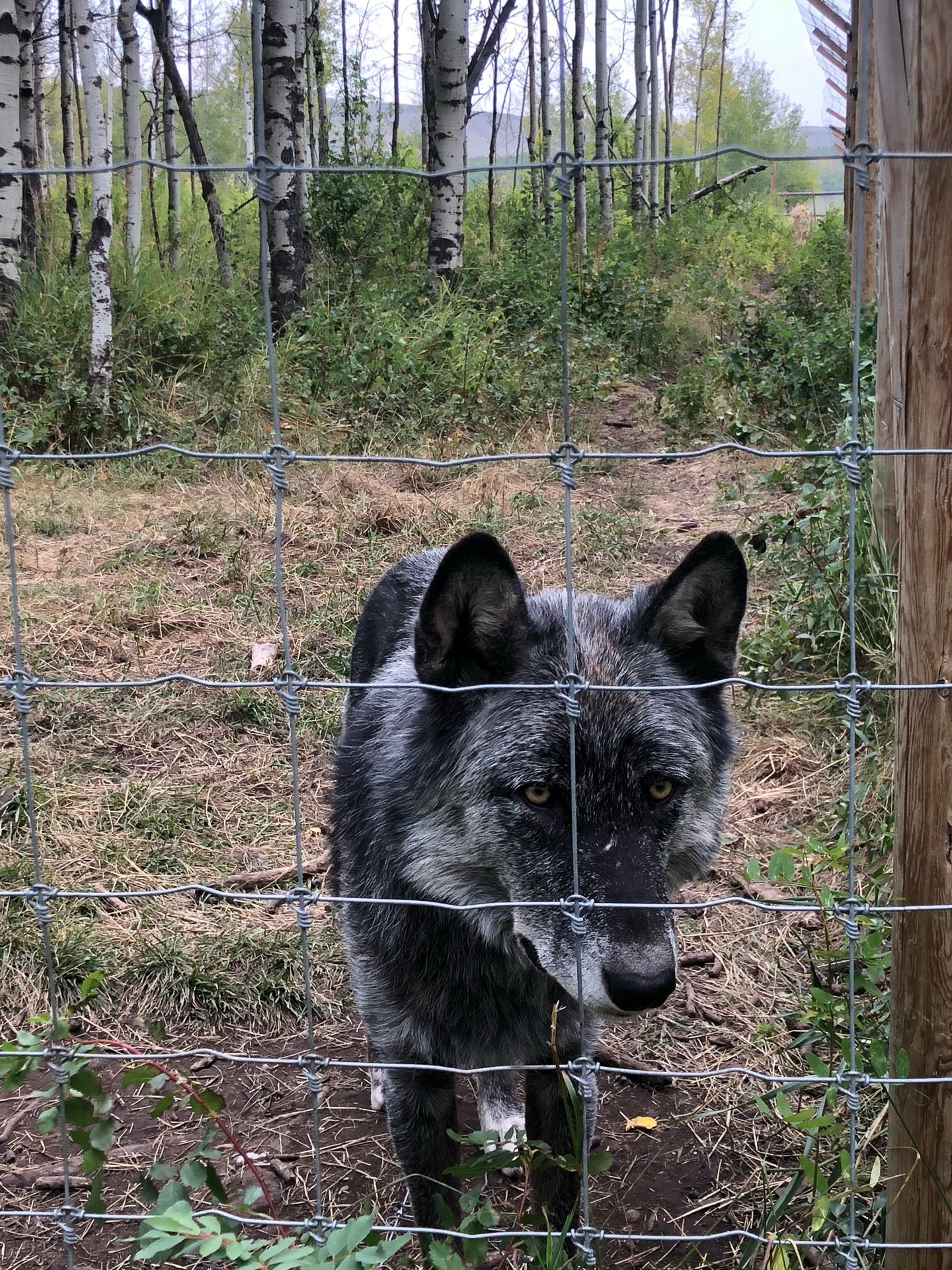 Yamnuska Wolfdog Sanctuary