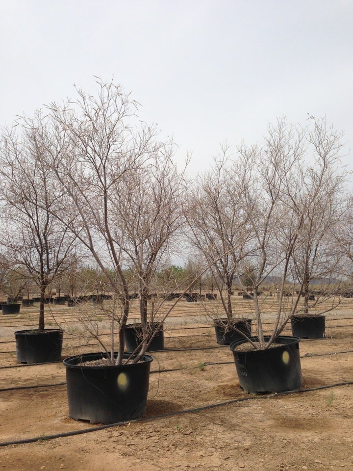 Civano Nursery, 12190 S Old Nogales Hwy, Tucson, AZ, Garden Centers