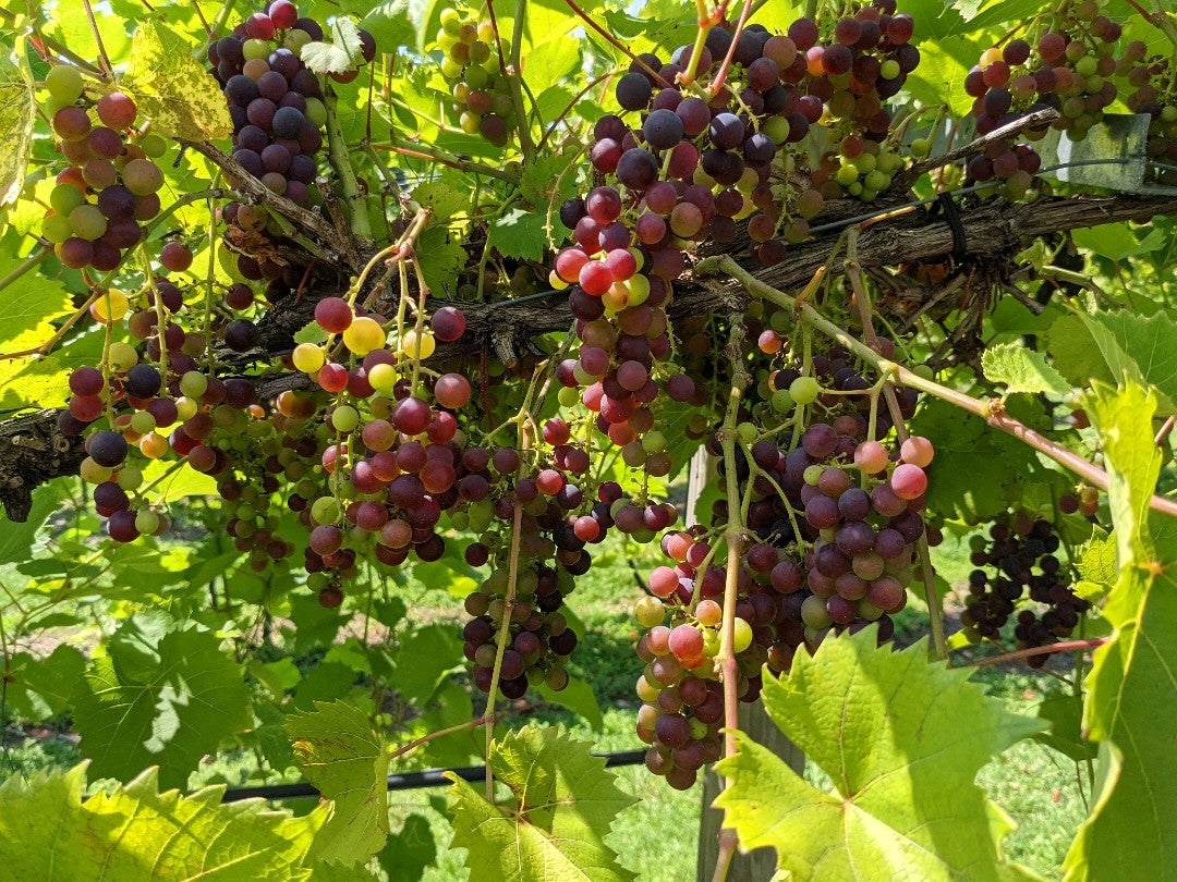 Blue Ridge Estate Vineyard & Winery, 239 Blue Ridge Rd, Saylorsburg, PA, MapQuest