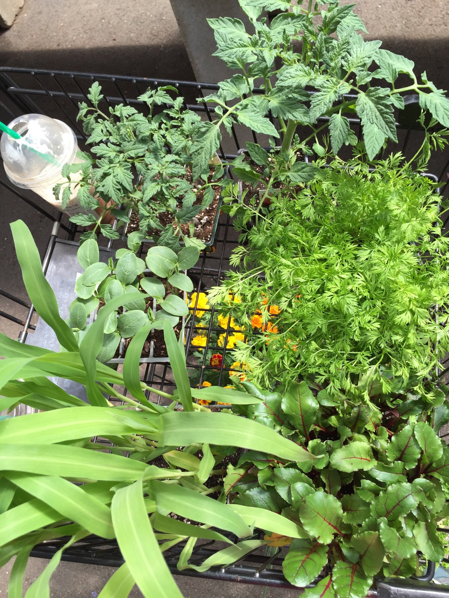 Lamberts Garden Center, 220 Providence Hwy, Westwood, MA MapQuest