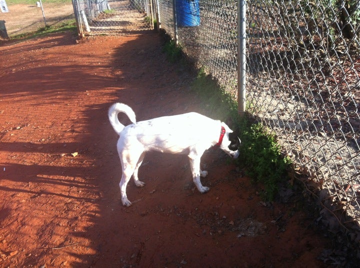 Dog Park, Gainesville, GA MapQuest