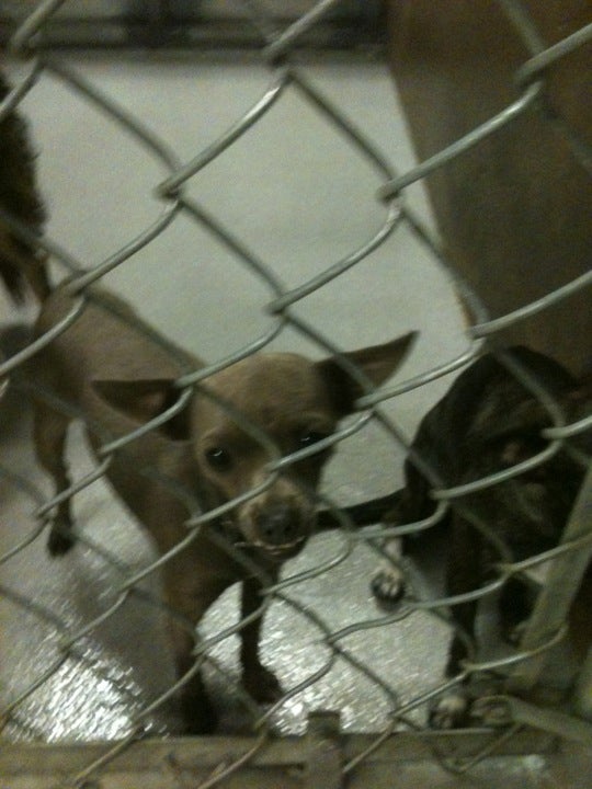 Pima County Animal Control Center, 4000 N Silverbell Rd, Tucson, AZ,  Government - MapQuest