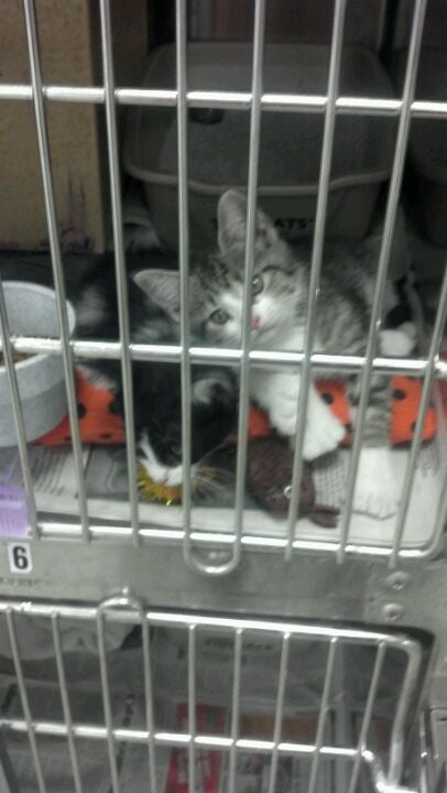 Photos at PetSmart - 3993 Tyrone Blvd N