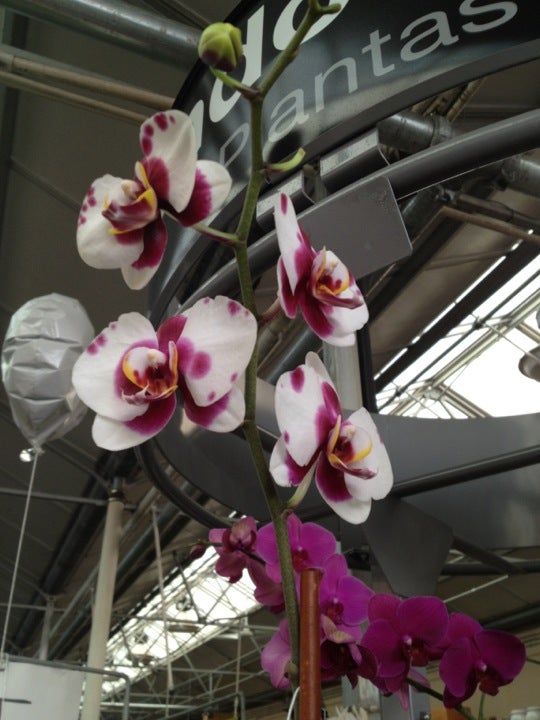 The Home Depot, 3200 Capital Cir NE, Tallahassee, FL, Construction