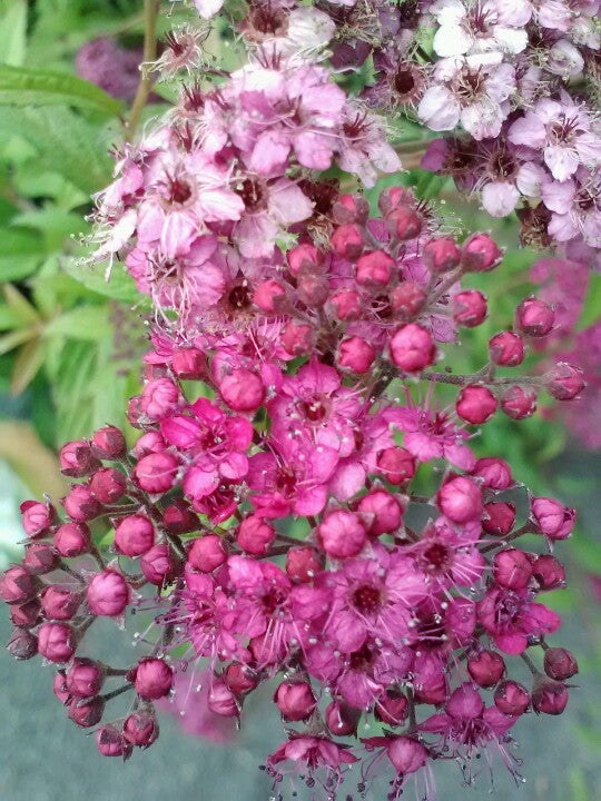 10 Edible Flowers for the PNW Garden - Farmington Gardens
