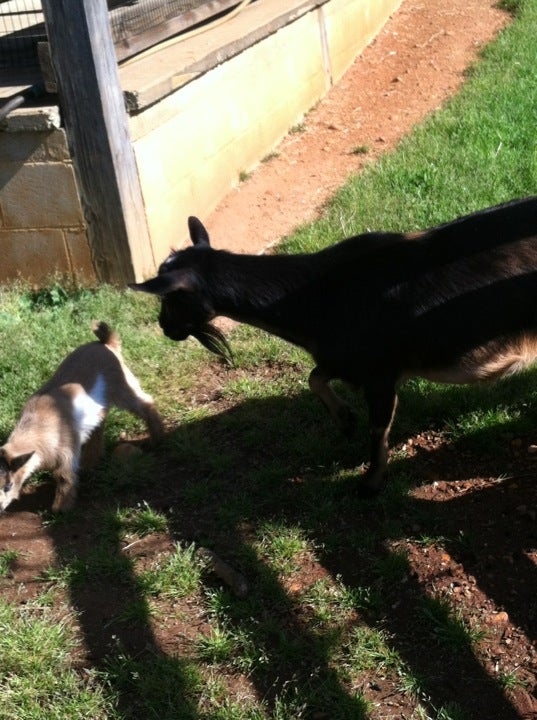 Goats  Maymont Foundation