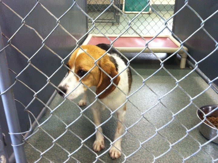 Kenton County Animal Shelter, 1020 Mary Laidley Dr, Covington, KY, Bus ...