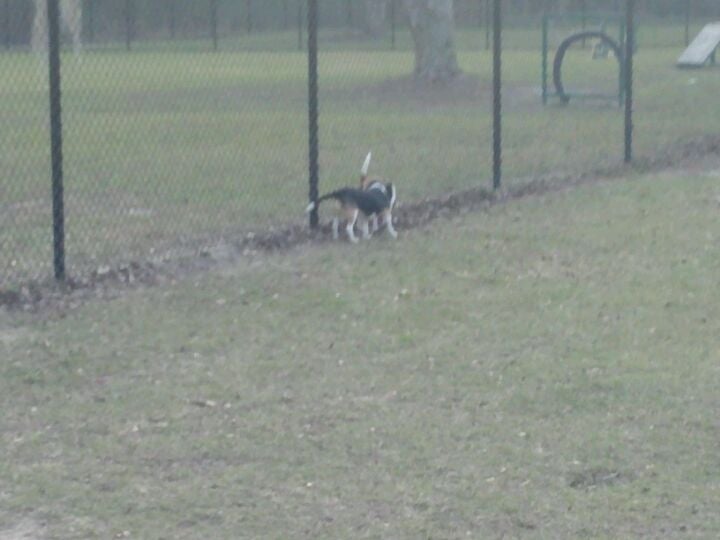 Freedom Dog Park, Valdosta, GA, Parks MapQuest