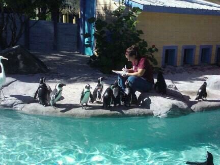 African Penguin Exhibit, 1101 W Sligh Ave, Tampa, FL, Zoos - MapQuest