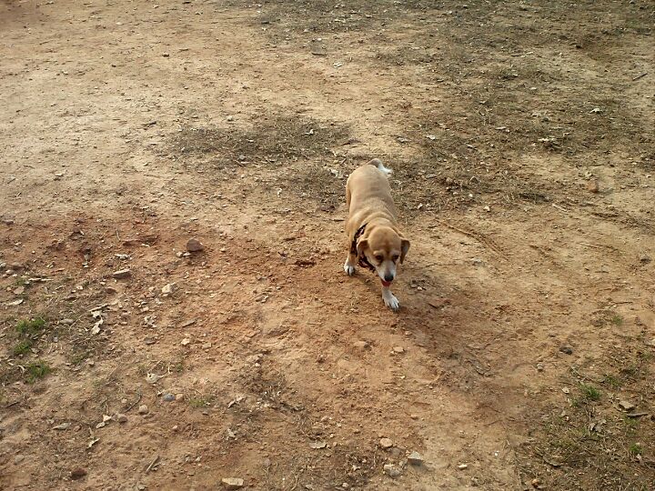 Dog Park, Gainesville, GA MapQuest