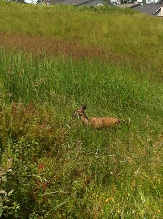 Graham, WA Map & Directions MapQuest