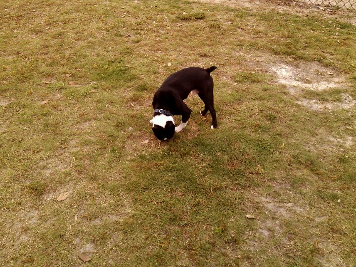 Freedom Dog Park, Valdosta, GA, Parks MapQuest