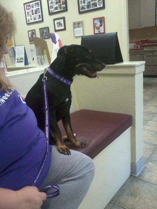 Galveston Vet Clinc, 2108 61st St, Galveston, TX MapQuest