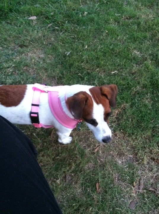 Best Friends Dog Park, Sun City Center, FL 33573, US MapQuest