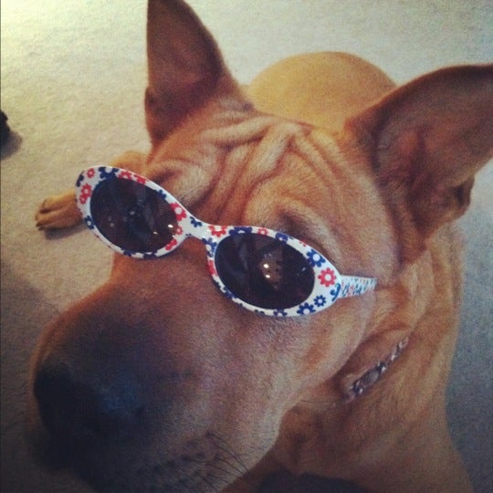 Dog Park, W Harmon Ave, Las Vegas, NV, Parks MapQuest