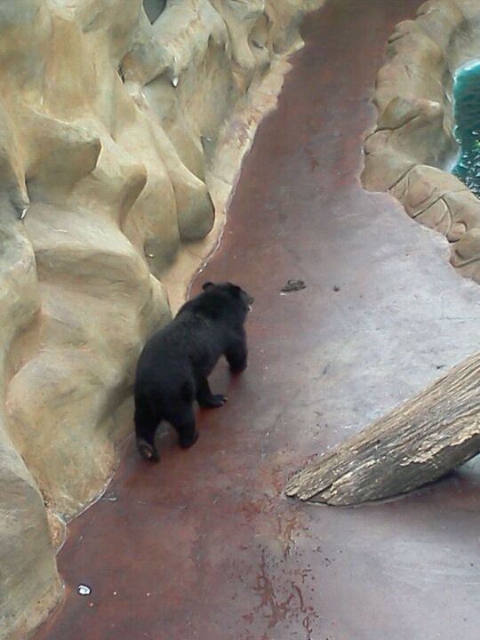 Three Bears General Store - Live Bears, Pigeon Forge, Tennessee