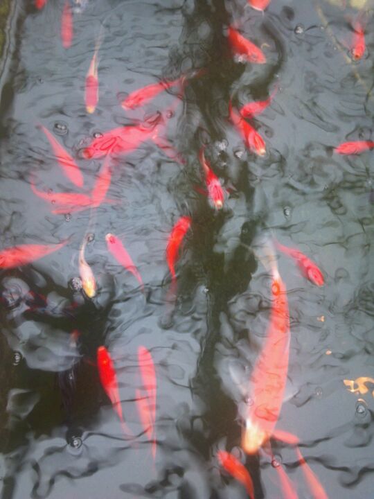 Green Valley Greenhouse, 6530 Green Valley Rd, Anoka, MN, Garden