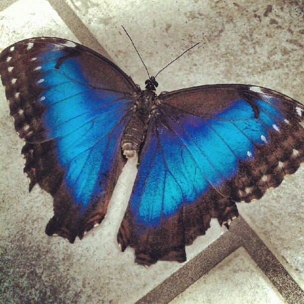 Lone Jack, MO Map & Directions MapQuest