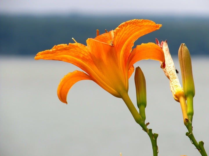 King Ferry, NY Map & Directions MapQuest