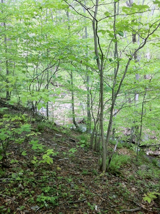 Bridlewild Trail, Gladwyne, PA MapQuest