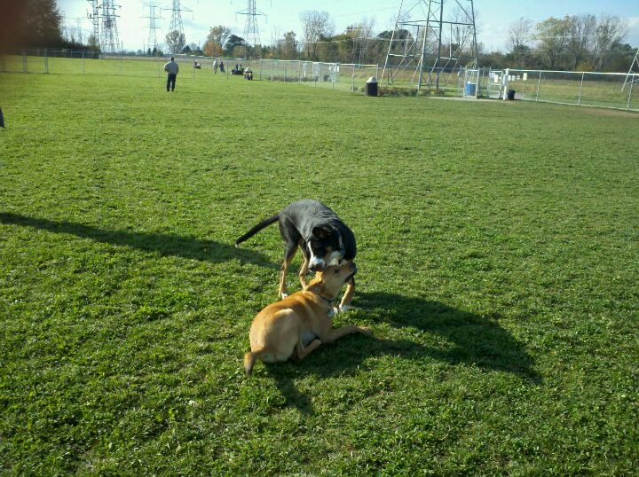 Canton sales dog park