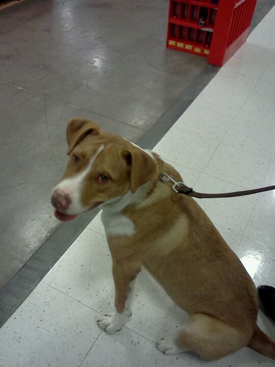 PetSmart, 2601 S I35, Suite E, Round Rock, TX MapQuest