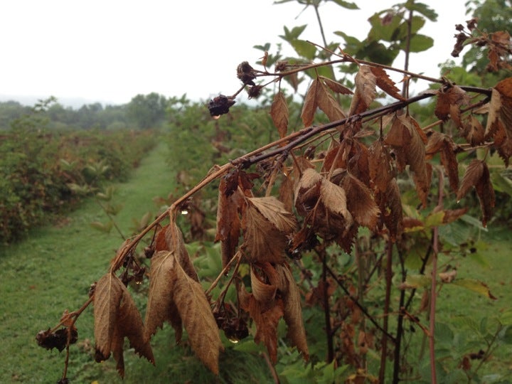 Fruit and Berry Patch, 4407 McCloud Rd, Knoxville, TN MapQuest