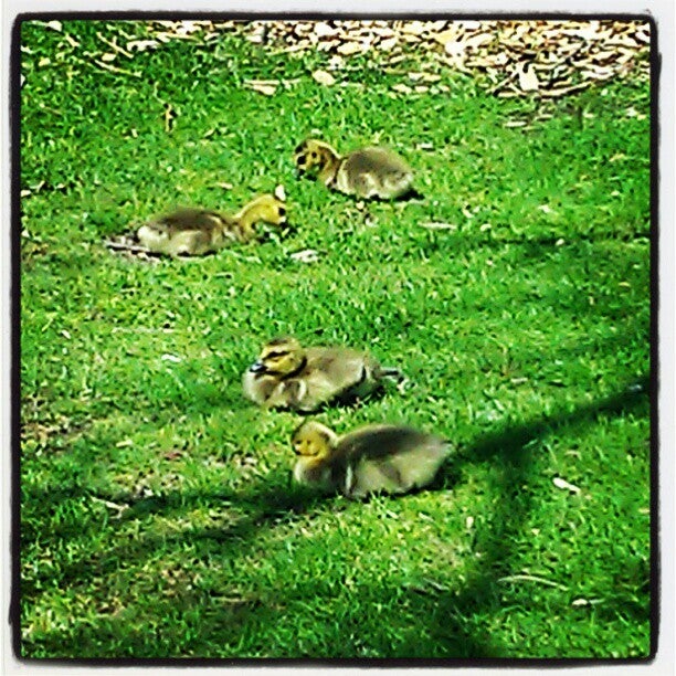 West Dundee, IL Map & Directions MapQuest